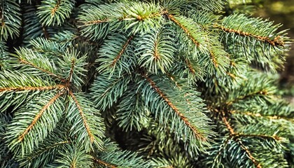 Naklejka na ściany i meble christmas fir tree brunch textured background fluffy pine tree brunch close up green spruce