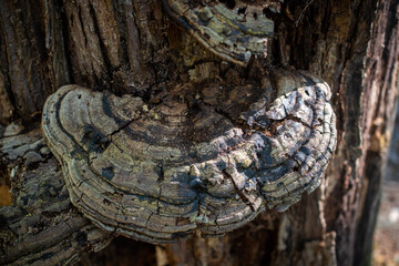 mushroom on a log
