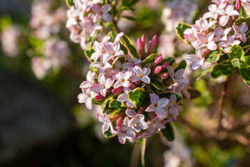 flowers in spring