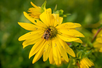 yellow flower in the garden