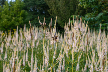 flowers and pollinating bees