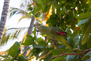 Yellow crowned amazon male green parrot on a tree branch with palms and tropical jungle at...
