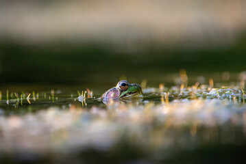 frog on the pond