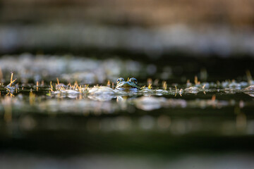 frog in the pond