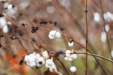 Pomeranian - Symphoricarpos albus shrub with white balls that burst.