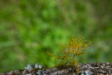 Lichen on the tree