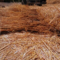 Quinoa en planta para cosecha