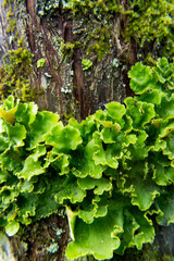 Lichen on the tree
