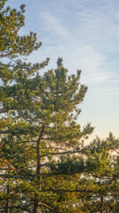 Fototapeta na wymiar pine tree on the shore of lake in the Mediterranean
