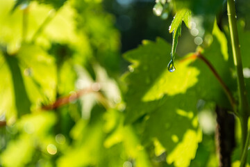 Water drops on the green leaves of grapes in the vineyard.