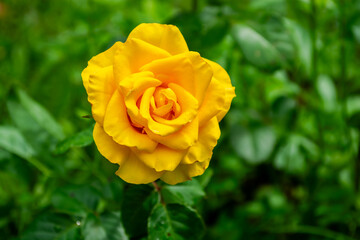 Beautiful yellow rose in the garden. Close-up image.