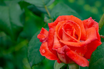 Beautiful red pink rose with drops of water on the petals blooming in the park.