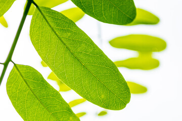 Illuminated acacia leaves close up against a light sky.