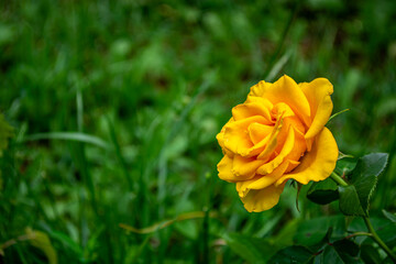 Beautiful yellow rose on the background of green grass. Selective focus.
