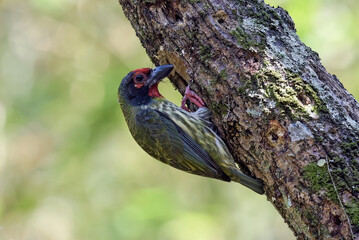Coopersmith barbet looking for food on a tree 