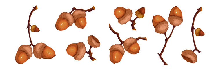 Set of dry oak branches with ripe acorns. Vector graphics.