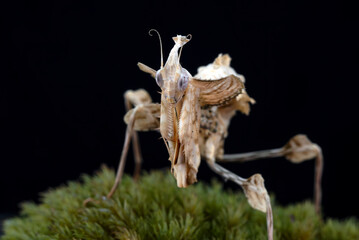 Fototapeta premium Detail of a Dead leaf mantis ( Deroplatys lobata )