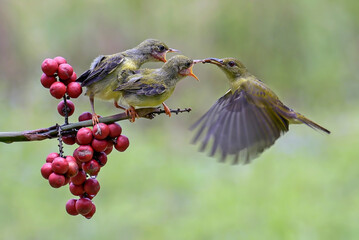 Purple-rumped Sunbirds bring food to their chicks