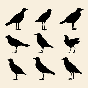 Gull Bird Black Silhouette. Drawing Gull Bird collection Set. Freehand Drawing And  Vector Illustration