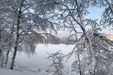 Fototapeta na wymiar snow-covered tree branch leans over frozen lake winter landscape