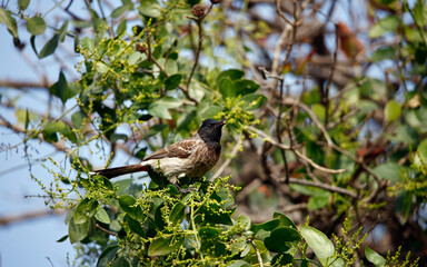 Red vented bulbul perched in a tree