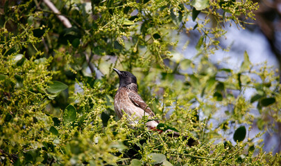 Red vented bulbul perched in a tree