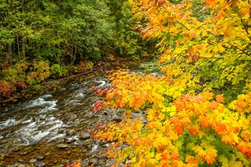Autumn maple trees showing fall color along the south santiam river in the Willamete National...