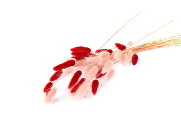 Pink and red fluffy bunny tails grass isolated on white background. Dried Lagurus flowers grasses.
