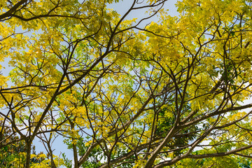 Yellow leaves against blue sky