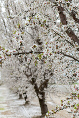 Almond Blossom Tree