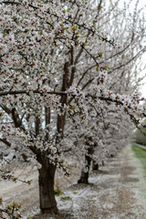Almond Blossom Tree