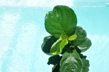 planta verde folhas grandes