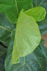 folha verde molhada 