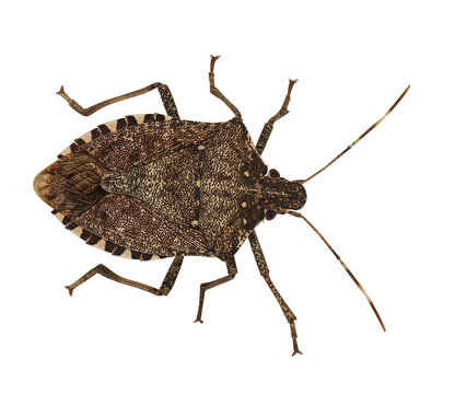 Brown marmorated (Halyomorpha halys), stink bug, PNG, isolated on tranparent background 