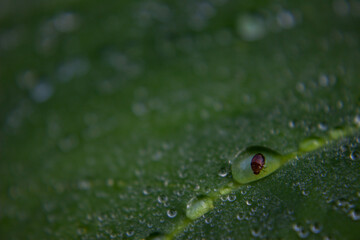 A bug was trapped in a dew drop