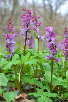 In spring, corydalis blooms in the forest