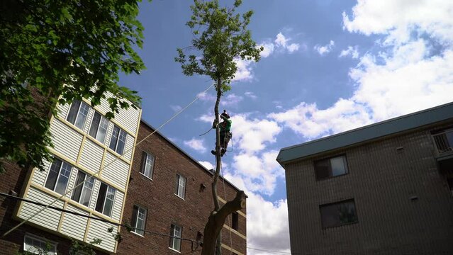 Lumberjack logger worker in protective gear cutting firewood timber tree in city with chainsaw