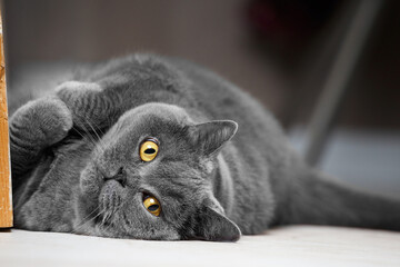 A cute British gray cat funnyly lies on its back in the interior of the house, with its paws folded