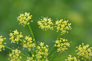 In the garden blooms parsley