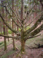 Pine forest is known for its dramatic tall pines located in Kodaikanal, Tamil Nadu