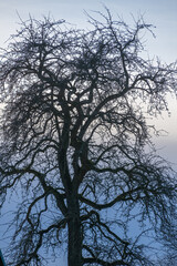 Knorriger Baum im Gegenlicht