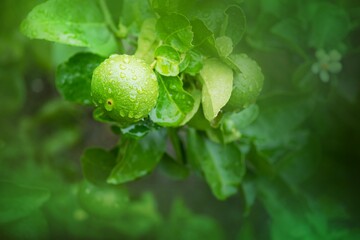 Close-up fresh green limes hanging on a tree that gets wet after rain on the farm.