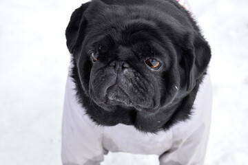 Close-up portrait of black pug against white snow landscape. Beautiful purebred pug girl weared in...