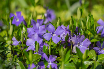Vinca minor lesser periwinkle ornamental flowers in bloom, common periwinkle flowering plant, creeping flowers