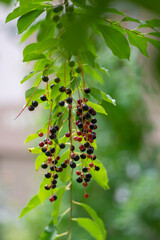 Prunus padus bird cherry hackberry tree branches with hanging black and red fruits, green leaves in autumn daylight
