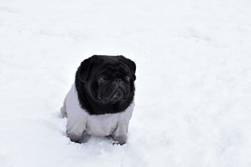 Beautiful black pug girl weared in grey warm overalls. Cute pug sitting on snow drift in winter...