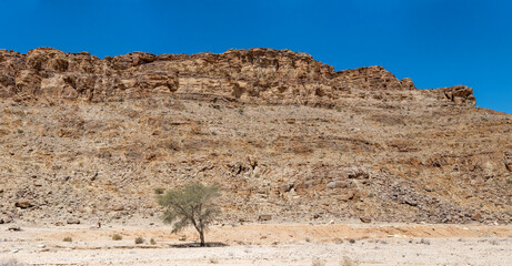 lone tree and steep slope with layers of conglomerate,  in desert near Hobas,  Namibia
