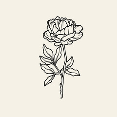 Line art peony flower branch