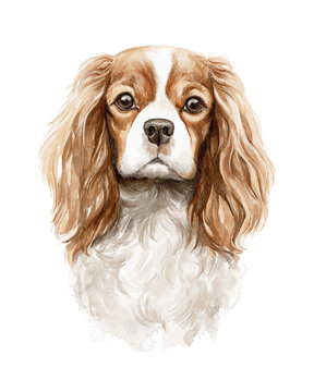 Watercolor portrait of ginger red head cavalier king charles spaniel character isolated on white background. Hand drawn illustration sketch