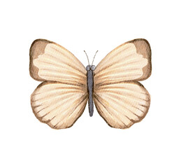Beige brown butterfly isolated on white background. Watercolor hand drawn illustration sketch